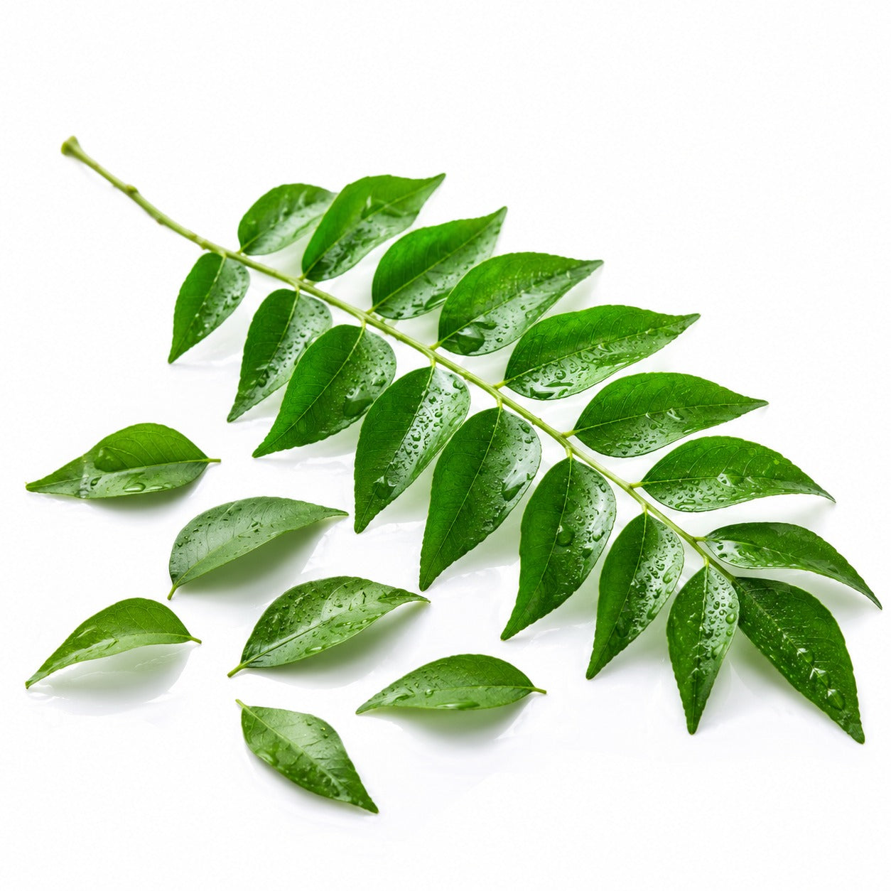 Curry Leaves(کڑی پتا)