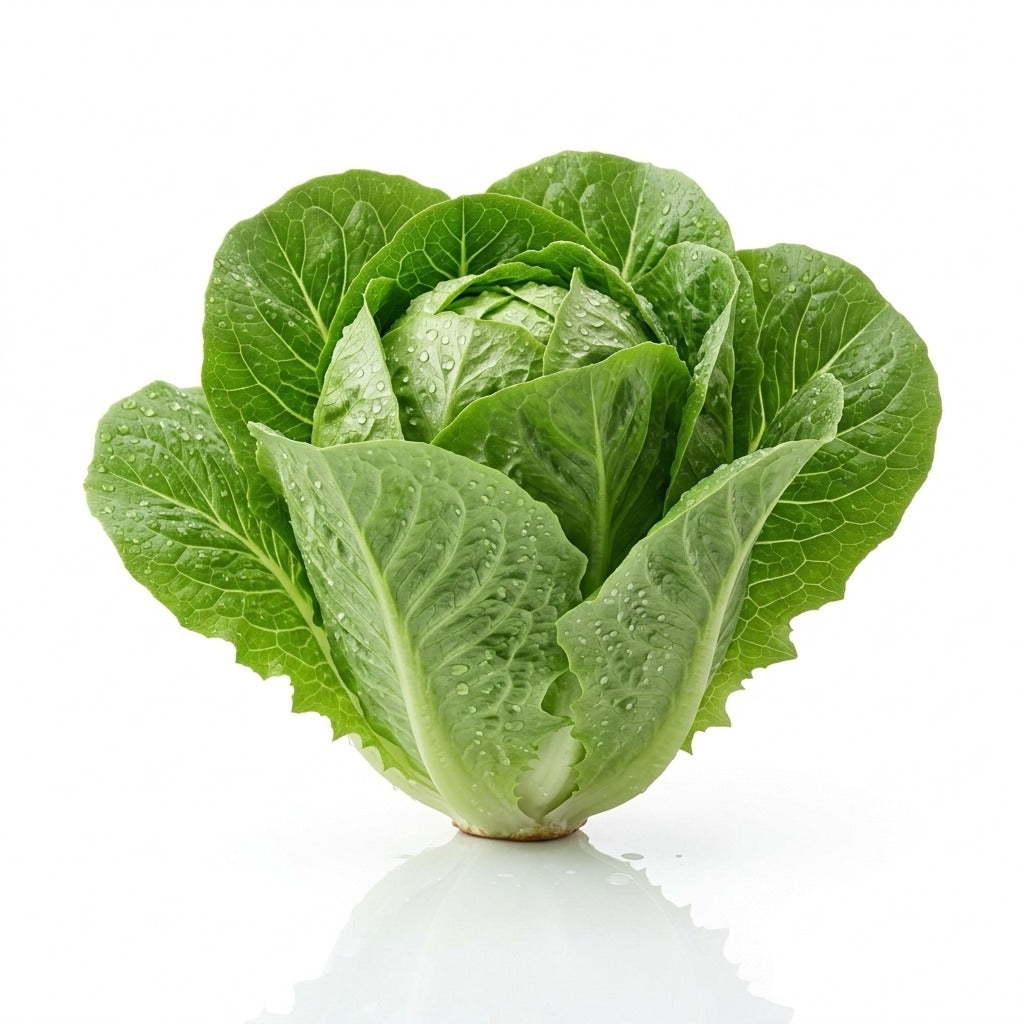 Lettuce (سلاد پتا)